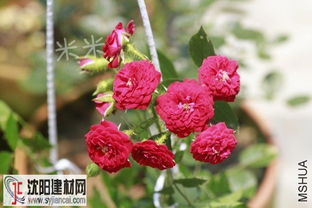 Unconditional Love月季花：是不是真的Neng无条件治愈人心呢？