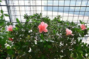 郑州花卉市场数据出炉：这5类盆栽回购率超90%！