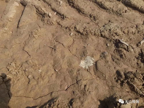 黄土高原的保土秘密