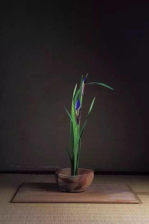 初夏花卉大盘点