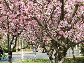 玉兰品种特点揭秘