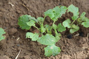 智慧农业：柑橘种植的惊喜