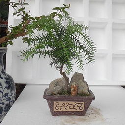 澳洲松高效培育技术