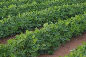 花生高产套餐：多种肥料，哪种搭配Zui适宜？