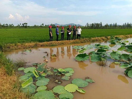 农药对环境的污染