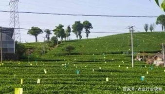 “绿色农业，病虫害防控新策略”