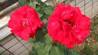 自制月季花肥，让植物梗健康