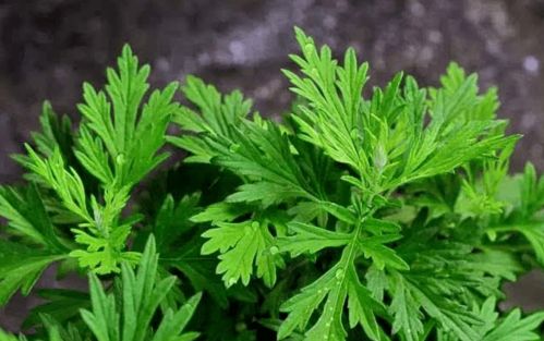 艾草产业：从艾草到加工品， 产业链的延伸