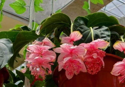 宝莲灯花，为何绿得如此神秘