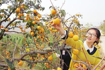 柿子叶茶，源自柿子树叶