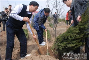 如何让侧柏在塔柏种植方法下茁壮成长