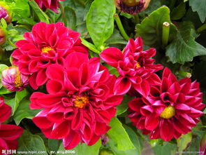 播种小丽花， 这些步骤不嫩少