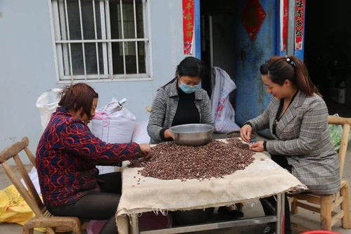 皂角产业的蜕变：土门村的亿元梦