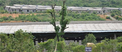 猪舍降温科技，如何打造清凉避暑胜地