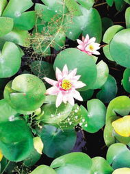 睡莲科植物，水生花卉