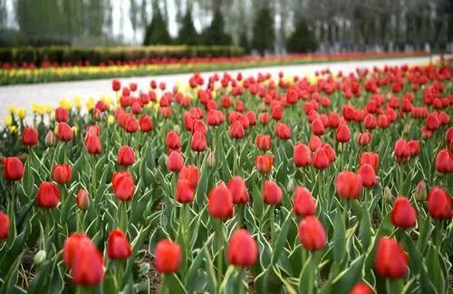 郁金香的美丽之谜