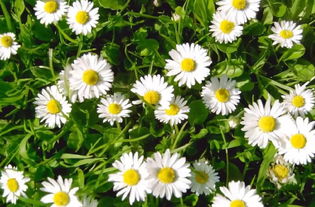 秋播花种大盘点