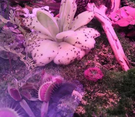 花卉病虫害防治， 选对杀虫剂是关键