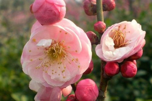 梅花的南方之旅