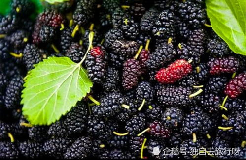 桑葚种植：门前红紫之美