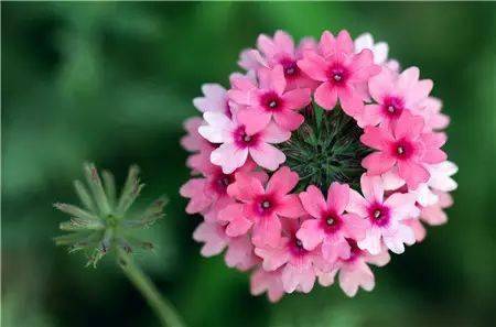 美女樱的花坛材料