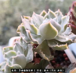 水培风信子，寓意坚韧与希望