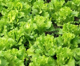 施肥浇水， 讲究方法