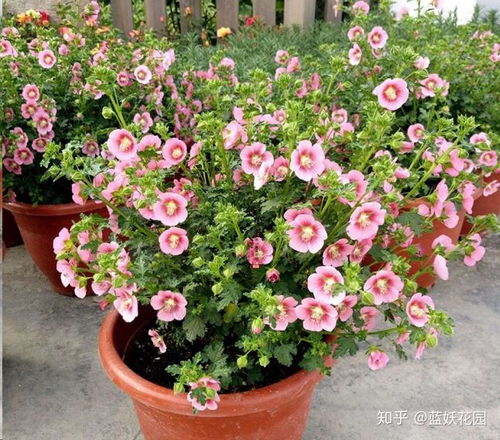 蓝银草盆栽种植指南：简单步骤让你的绿植快速生长！