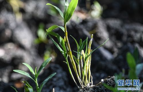 文竹重焕生机：邻居李姐的求助记