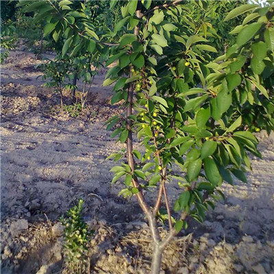 樱桃树苗最佳种植时间为秋季，如何确保成活率