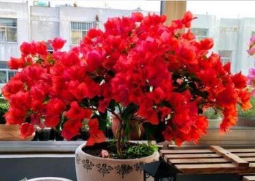 长春王大姐的养护经验分享