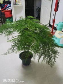 文竹冬天为何会发芽？