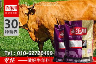 全国育肥牛收购价格表显示，育肥牛用什么饲料最好？