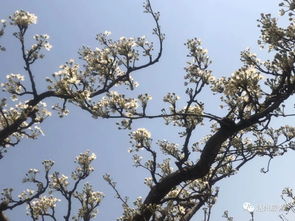 榕树绽放，花团锦簇