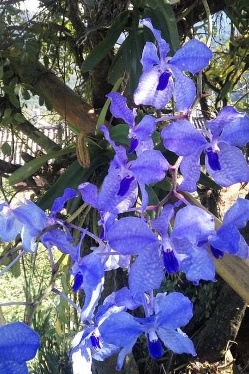 洋兰：高温高湿的“清凉使者”