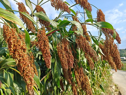 高粱种植，技术要跟上