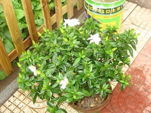 阳台半天太阳适合种植的花卉