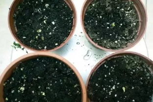 棕榈种子播种后多久发芽？