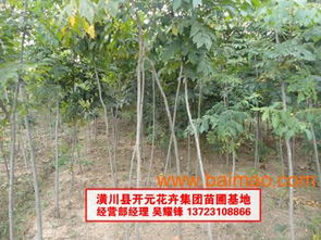 栾树与黄山栾树的叶子有什么不同嗯？