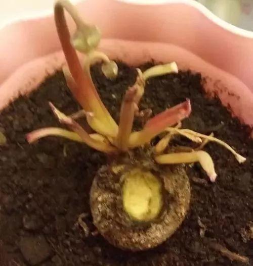 生石花烂掉，是浇水过多还是土壤问题