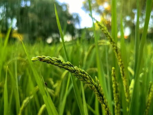 稻田里的花， 还是农业的好帮手