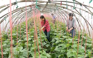 二、 加强大棚蔬菜农残检测的必要性