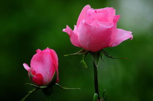 月季的花瓣，像诗人的情感吗？