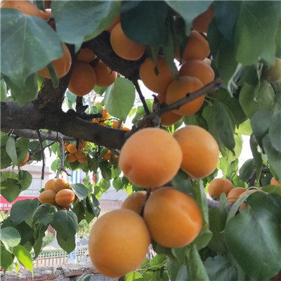 春季播种时间与注意事项