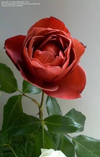 月季花界的三大明星：香魔84、 皇家威廉和芳香魔法Fragrant Charm