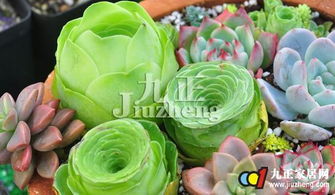 3. 扦插成功， 移至半阴