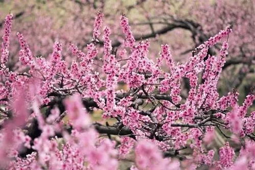 桃花是春季开，几月开