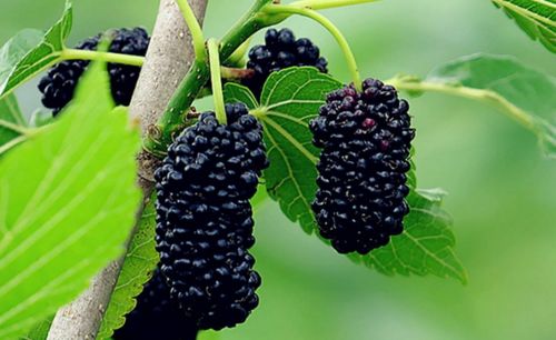 桑果籽多多，天然花卉珍品！