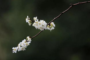 杏树的正常发芽时间