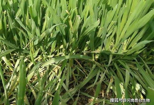 醚菌酯防治小麦赤霉病的效果如何，对小麦生长有副作用吗？